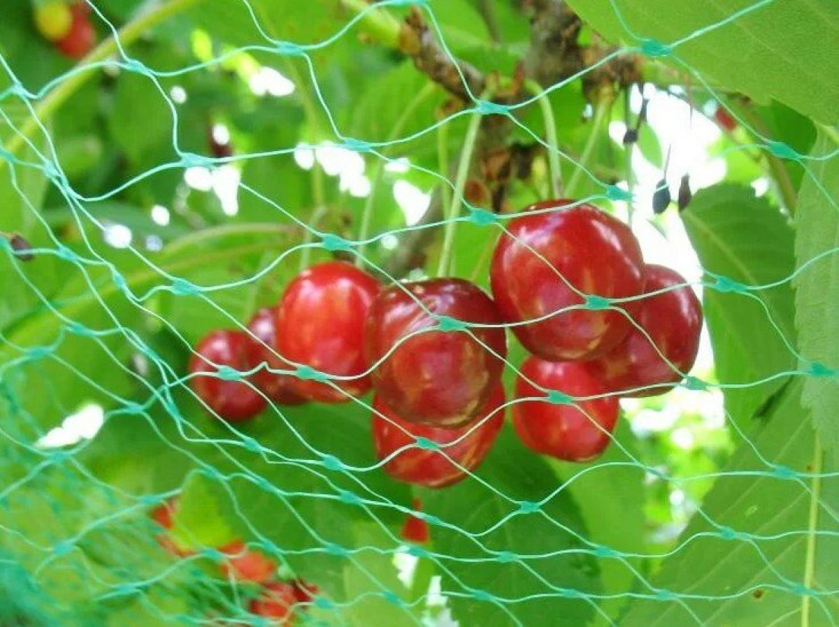 Как защитить ягоды от птиц в огороде: эффективные способы